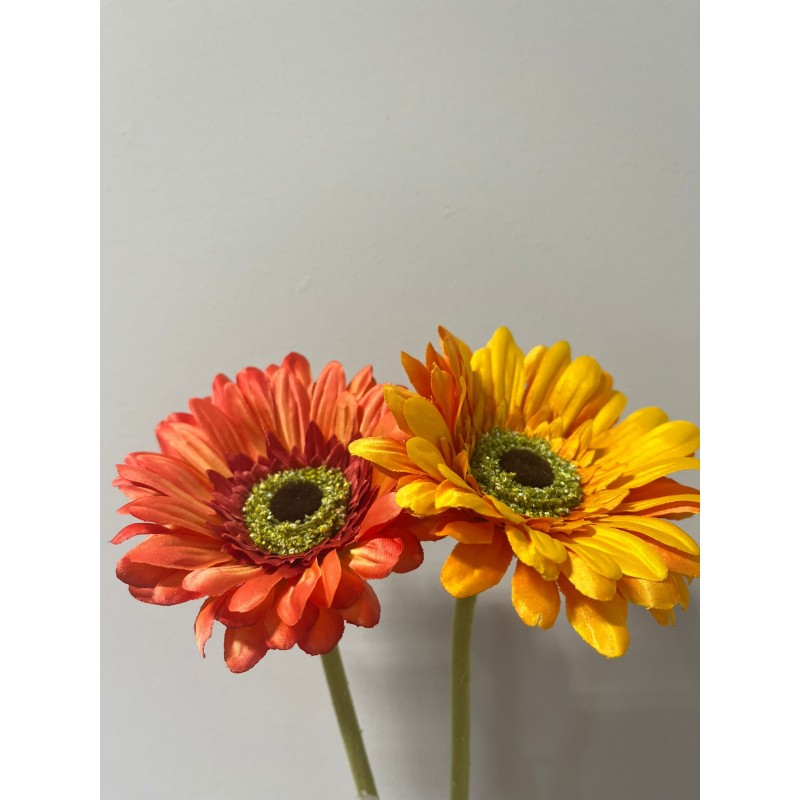 Rex Gerbera H 60 | Enzo De Gasperi