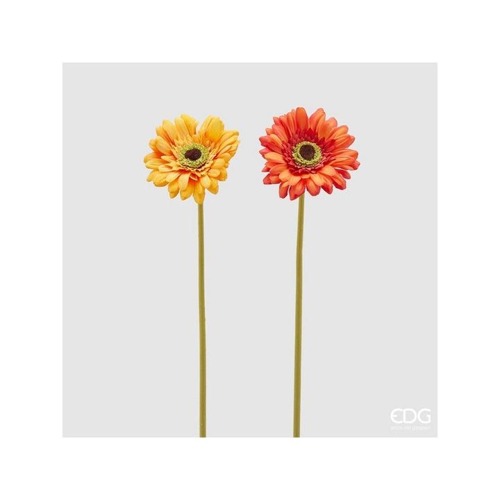 Rex Gerbera H 60 | Enzo De Gasperi