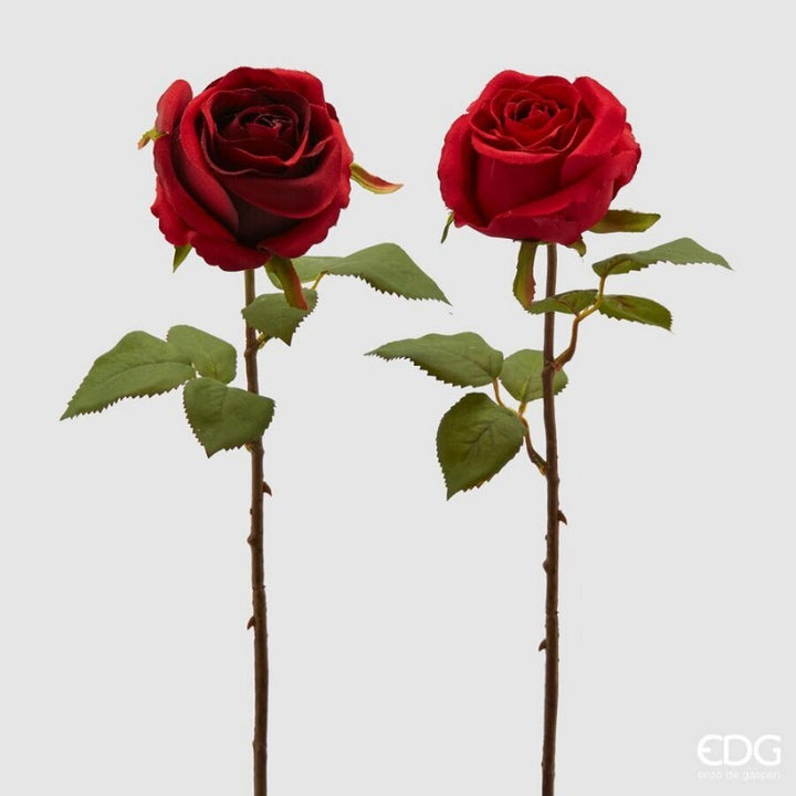 Rosa Rex Bocciolo h45 Rosso | EDG