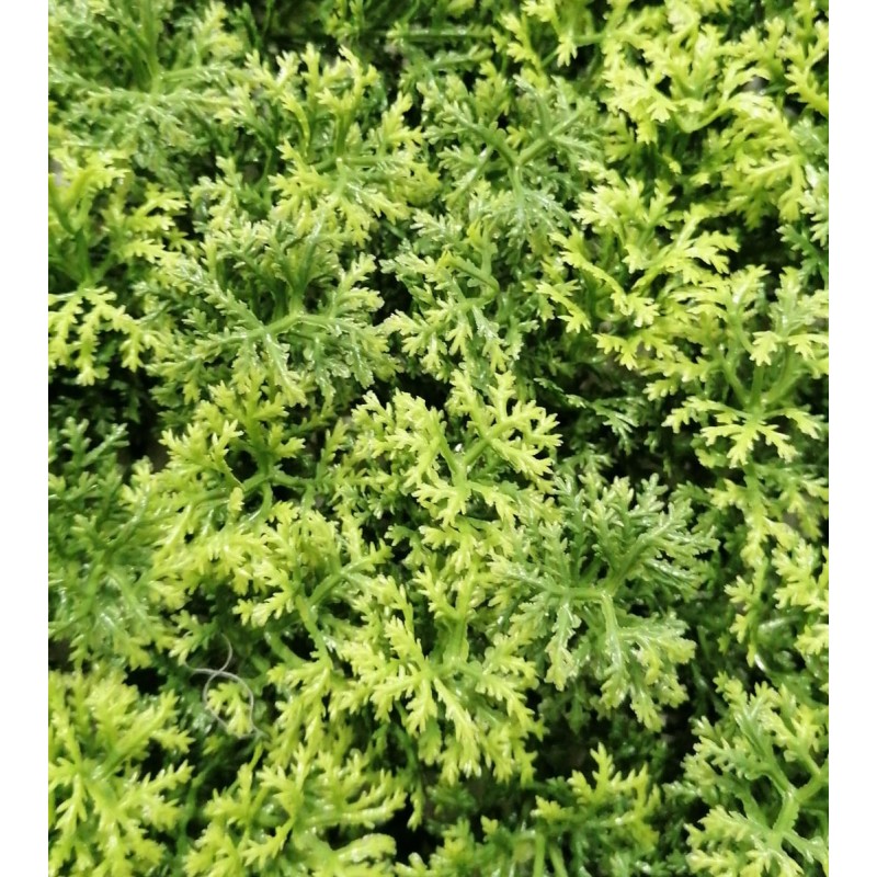 Siepe artificiale 50x50 cm Lichene | Xone