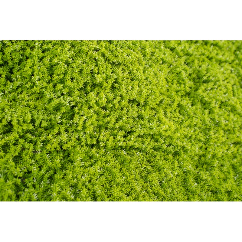 Siepe artificiale 50x50 cm Muschio | Xone