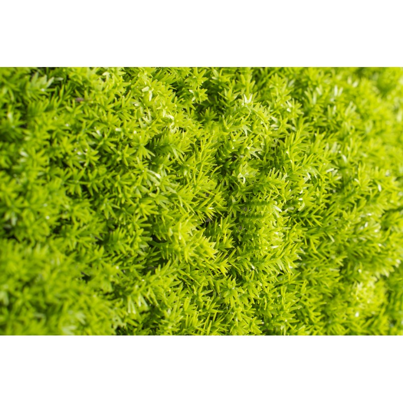 Siepe artificiale 50x50 cm Muschio | Xone