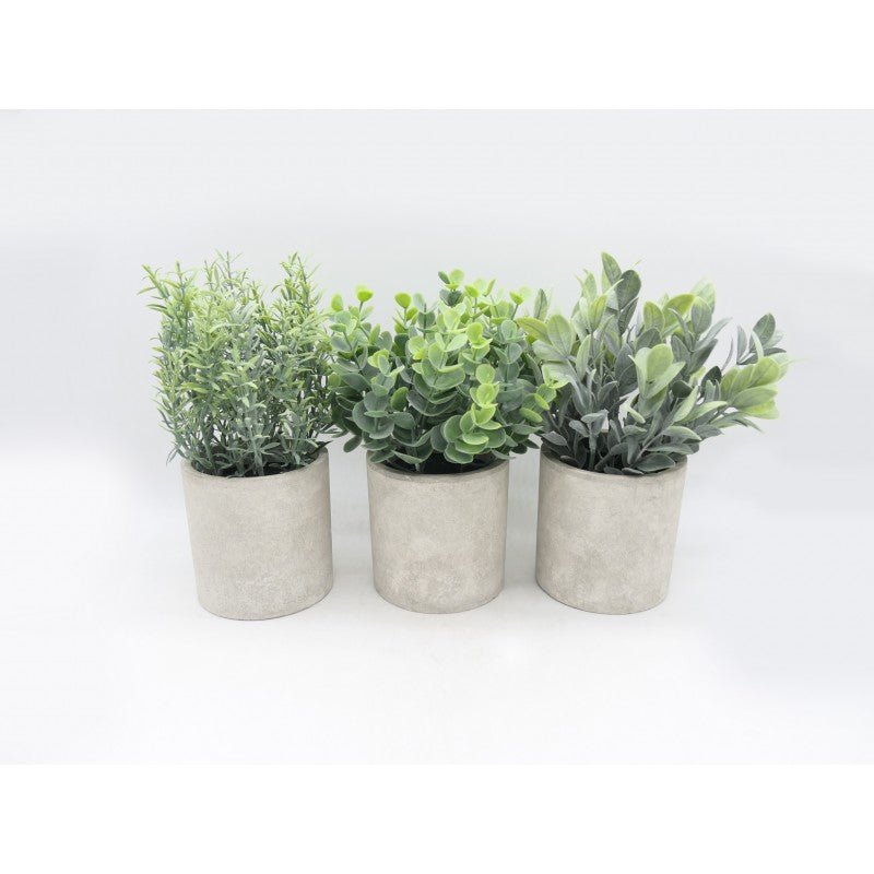 Pianta Succulenta modello assortito