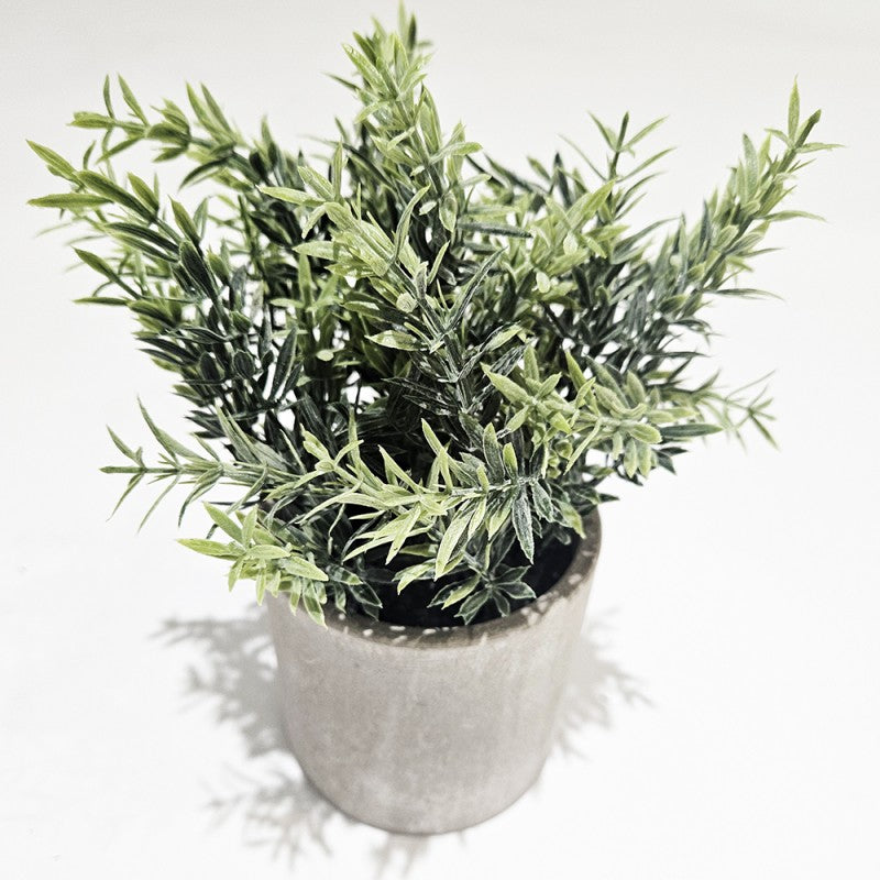 Pianta Succulenta modello assortito