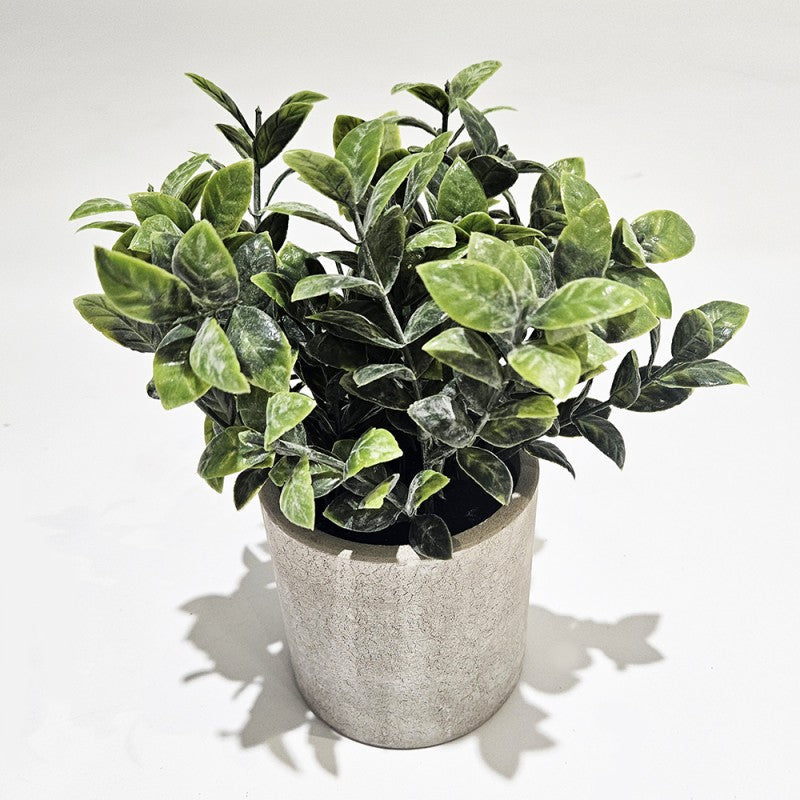 Pianta Succulenta modello assortito