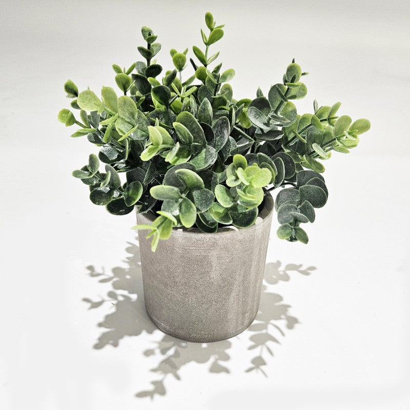 Pianta Succulenta modello assortito