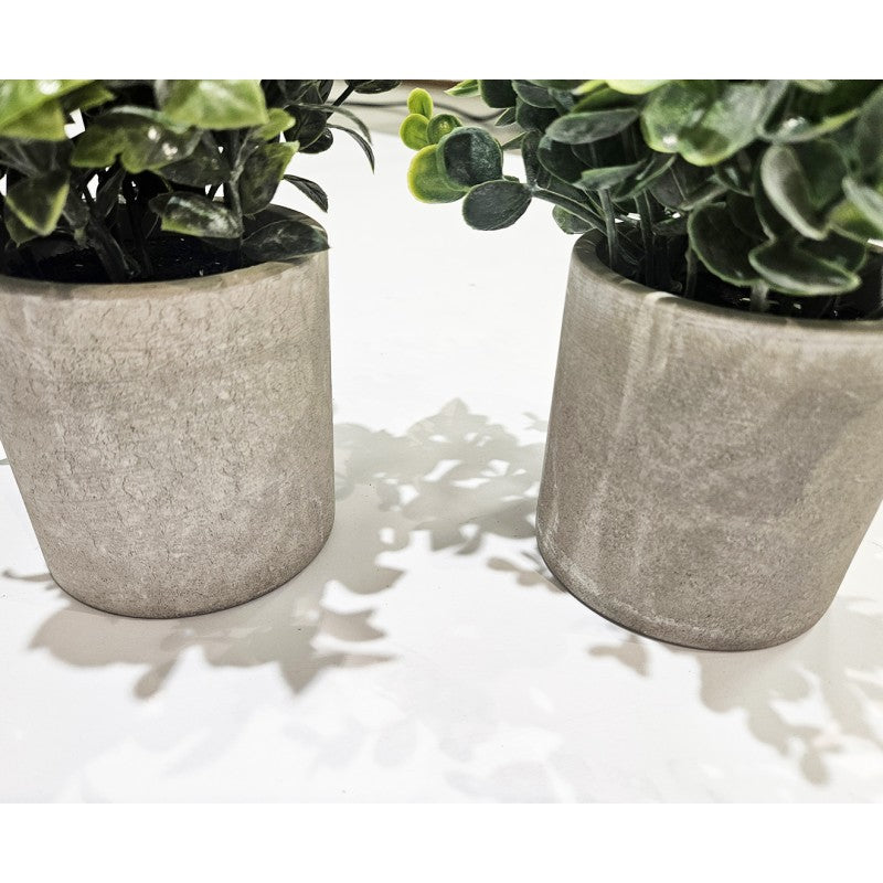 Pianta Succulenta modello assortito