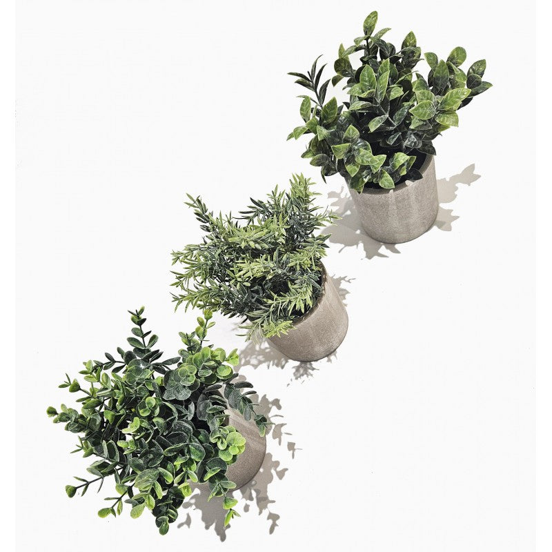 Pianta Succulenta modello assortito