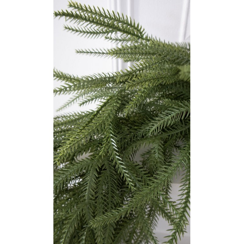 Tralcio in Pino Patrick By Salvatore Izzo