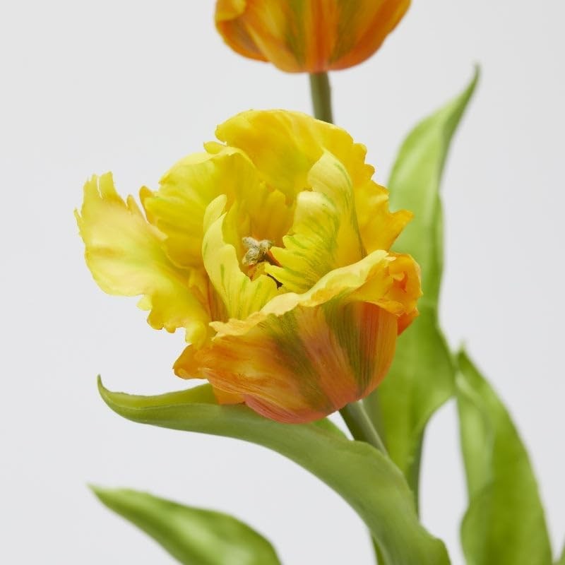 Tulipano Parrot | Enzo De Gasperi