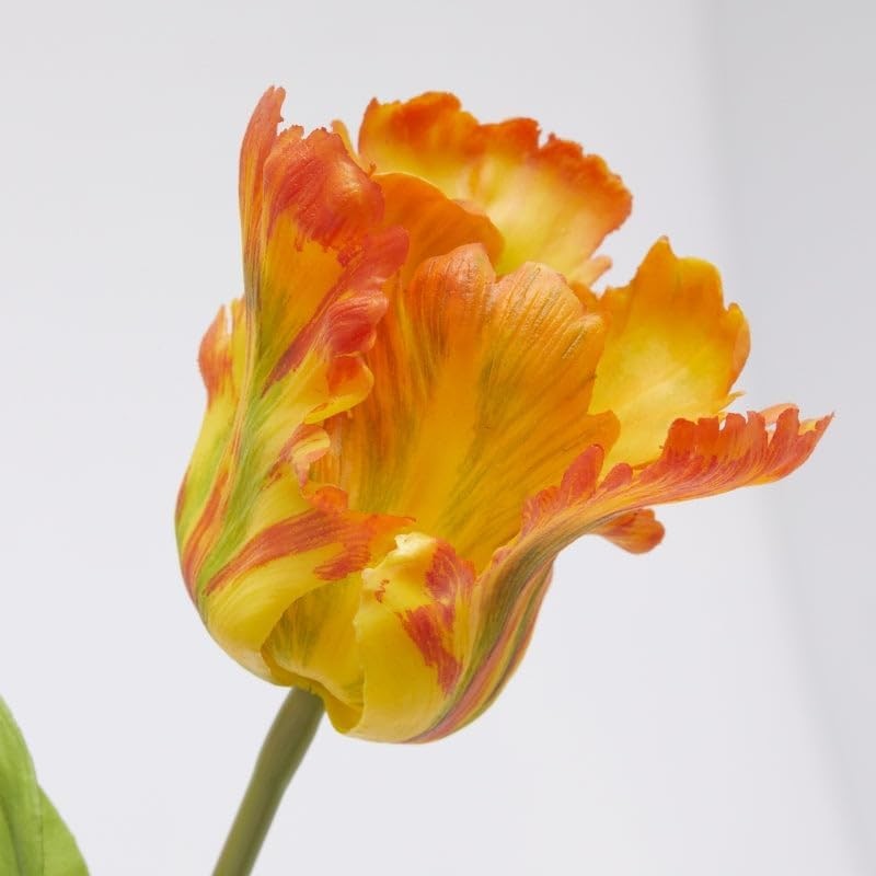 Tulipano Parrot | Enzo De Gasperi