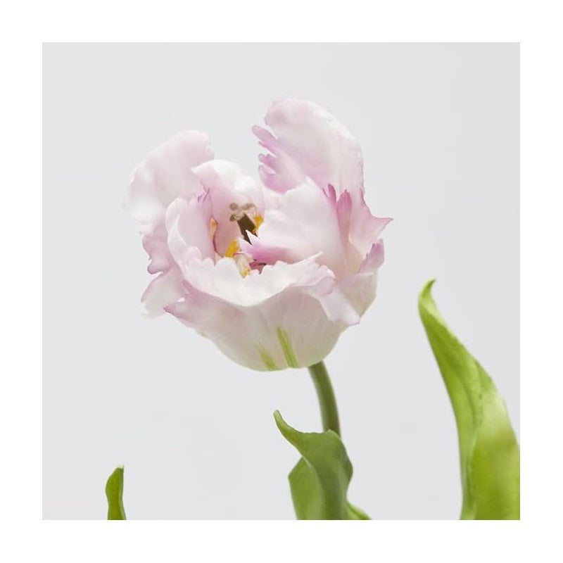 Tulipano Parrot | Enzo De Gasperi