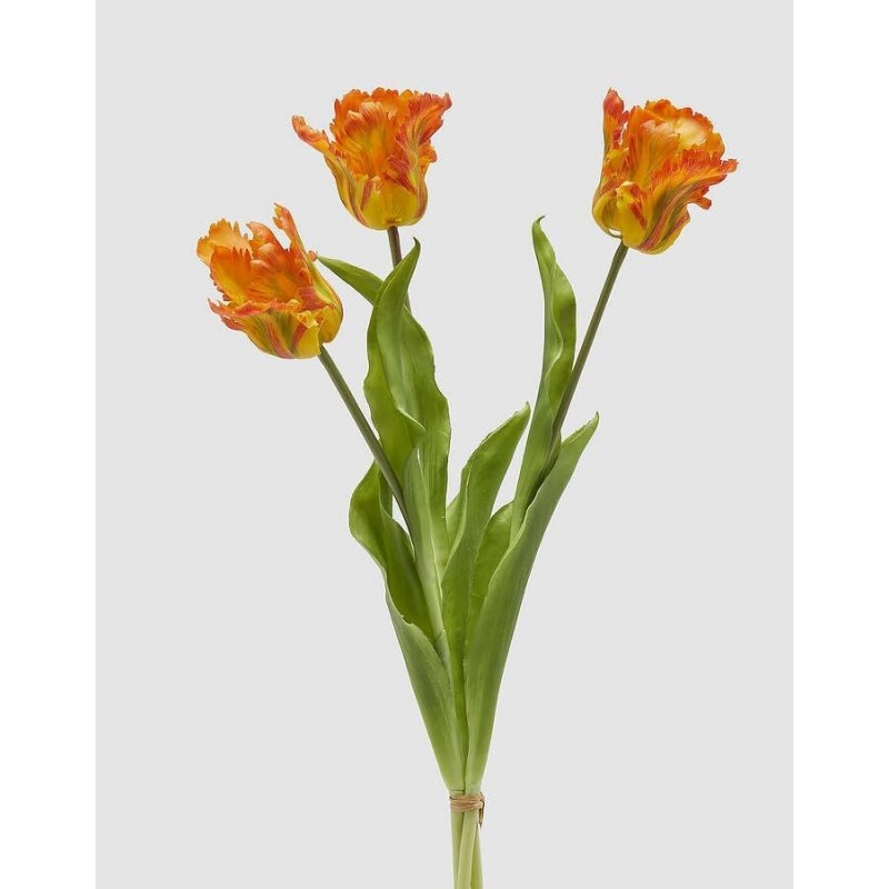 Tulipano Parrot | Enzo De Gasperi