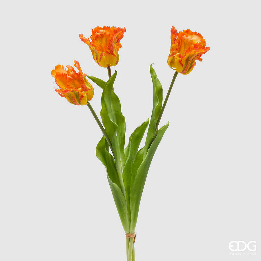 Tulipano Parrot | Enzo De Gasperi