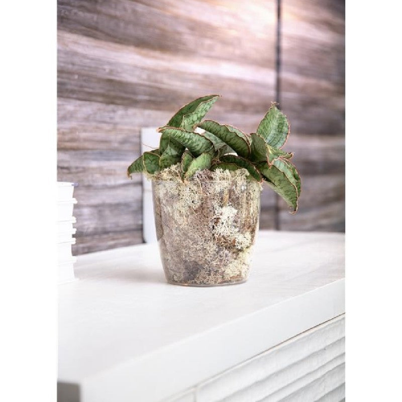 Vaso per piante Verve slim Trasparente 13cm