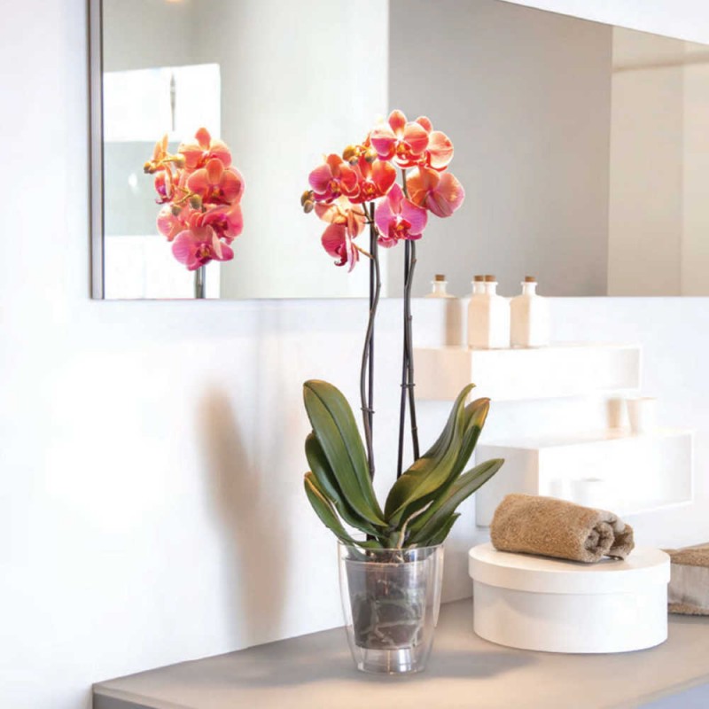 Vaso per piante Verve trasparente Nicoli