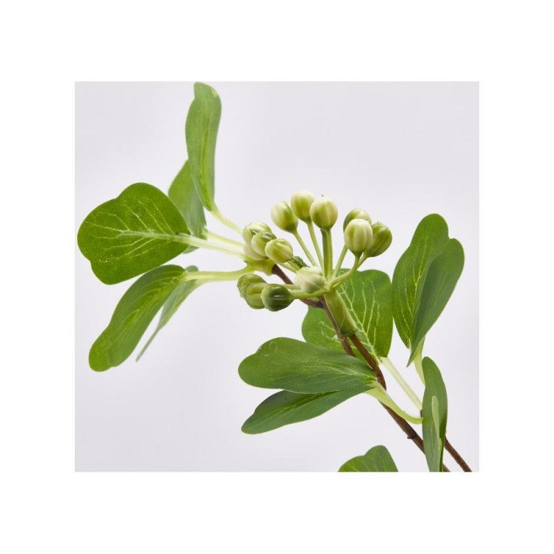 Viburno Ramo X5 con bacche H.90| EDG