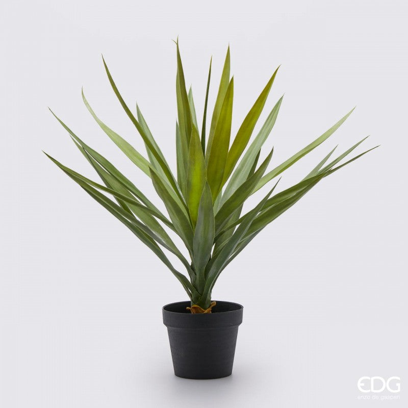 Yucca con vaso H70| EDG