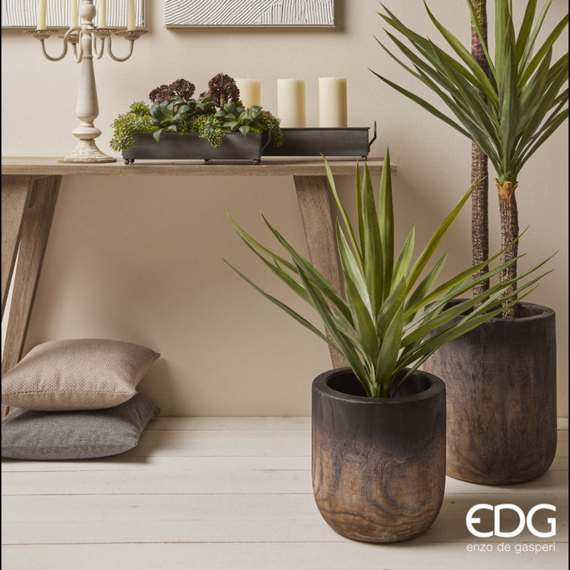 Yucca con vaso H70| EDG